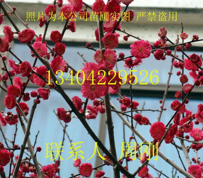 梅花樹圖片