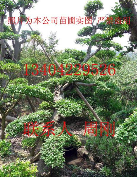 蘇州最大造型樹基地圖片