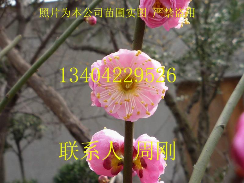 蘇州香雪海梅花圖片