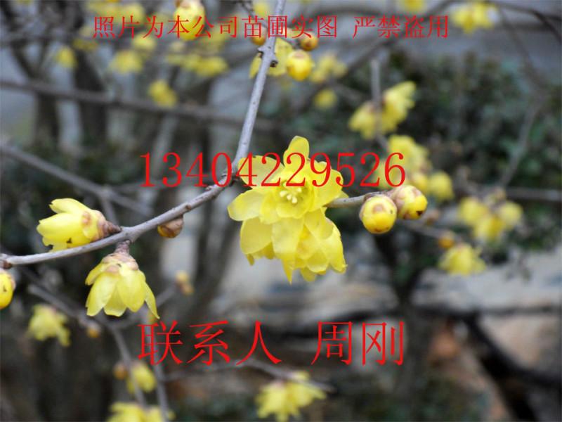 蘇州臘梅花臘梅樹(shù)樁蘇州苗木公司圖片