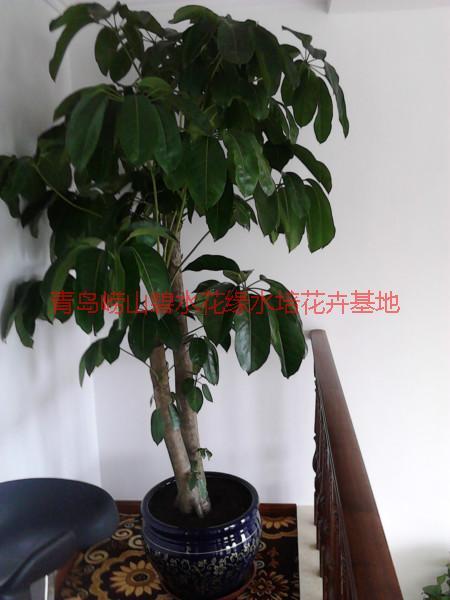 供應(yīng)萊西花卉租賃價(jià)格；萊西花卉租賃公司；青島碧水花緣花木園藝場