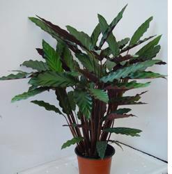 供應(yīng)萊西花卉租賃價(jià)格；萊西花卉租賃公司；青島碧水花緣花木園藝場