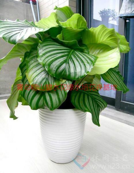 供應(yīng)青島*的花卉租賃公司