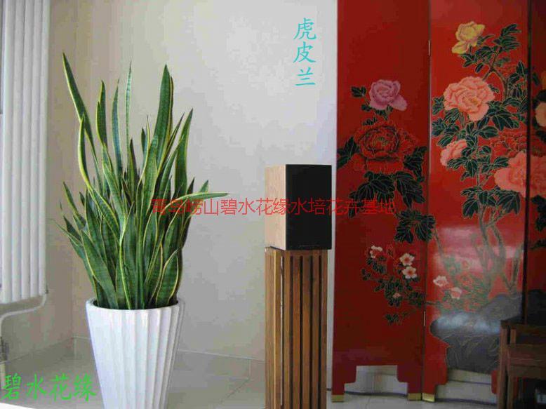 供應(yīng)城陽哪有租賃綠植的