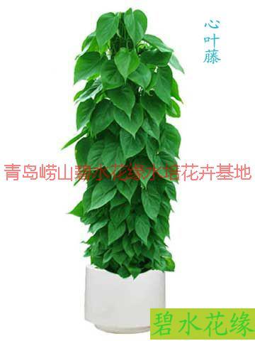 供應(yīng)青島花卉租賃種植基地；青島花卉租賃價錢