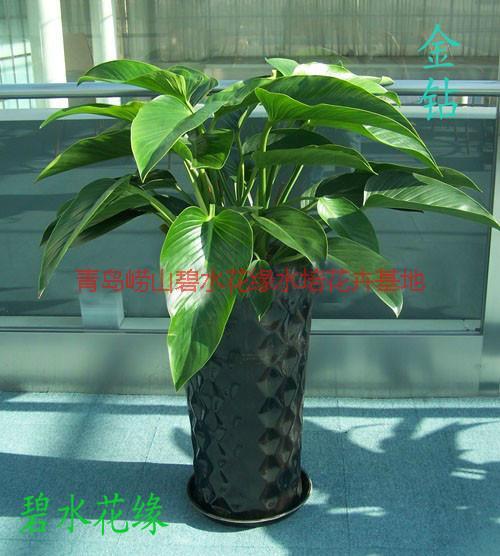 供應(yīng)青島花卉租賃種植基地；青島花卉租賃價錢