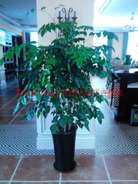 供應(yīng)萊西花卉租賃價(jià)格；萊西花卉租賃公司；青島碧水花緣花木園藝場