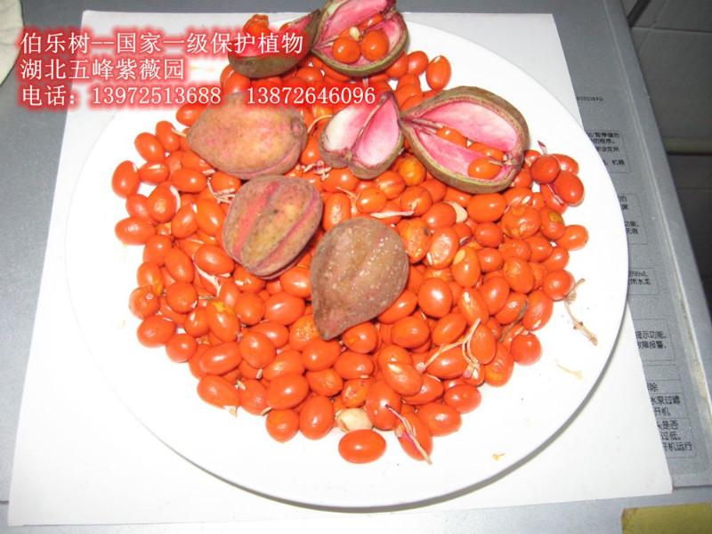 供應(yīng)伯樂拿貨多少錢？伯樂苗多少錢？伯樂樹價格多少？伯樂批發(fā)