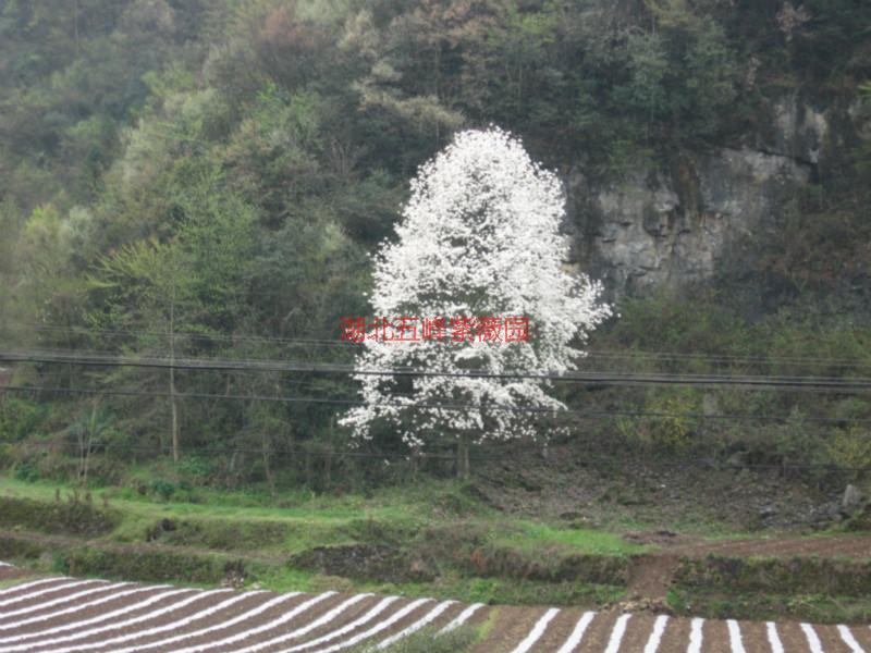 供應(yīng)白玉蘭種子