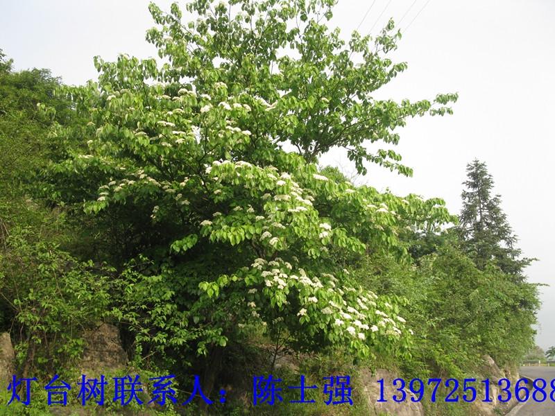 燈臺(tái)樹圖片/燈臺(tái)樹樣板圖 (3)