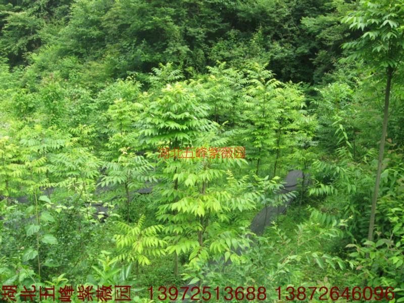 供應(yīng)伯樂/伯樂報價/伯樂售價