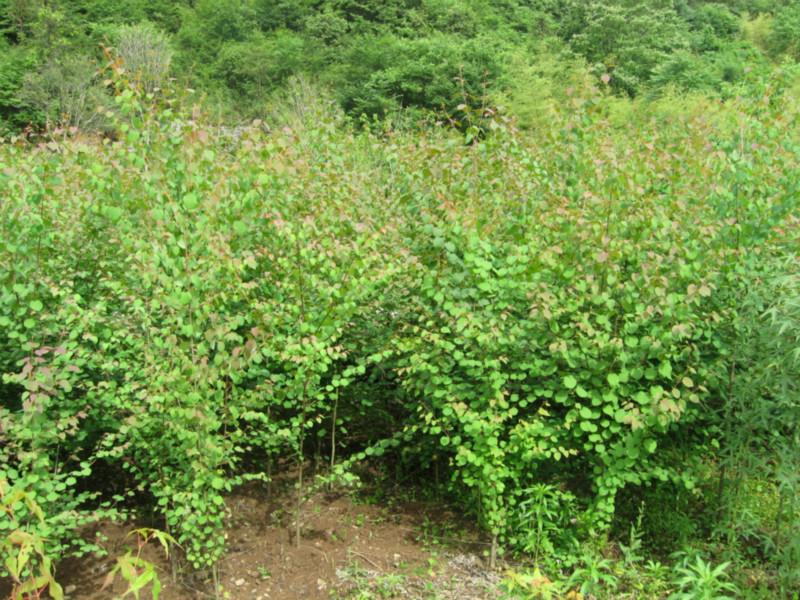 供應(yīng)連香樹/連香樹批發(fā)/連香樹苗批發(fā)/連香樹批發(fā)訂購電話