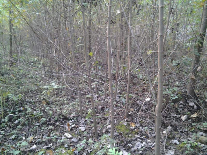 供應(yīng)連香樹/連香樹批發(fā)/連香樹苗批發(fā)/連香樹批發(fā)訂購電話