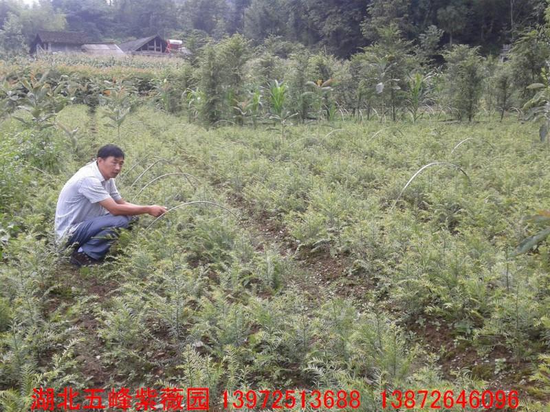 抗癌植物圖片