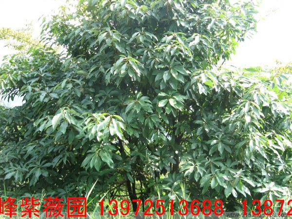 供應(yīng)黑殼楠種子