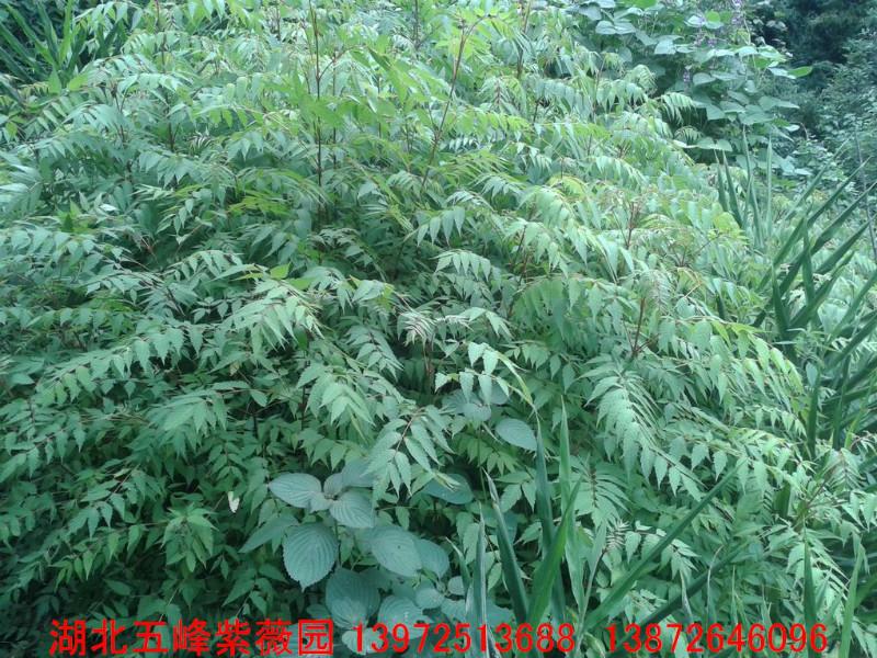 湖北五峰紫薇園供應*植物*槭小苗