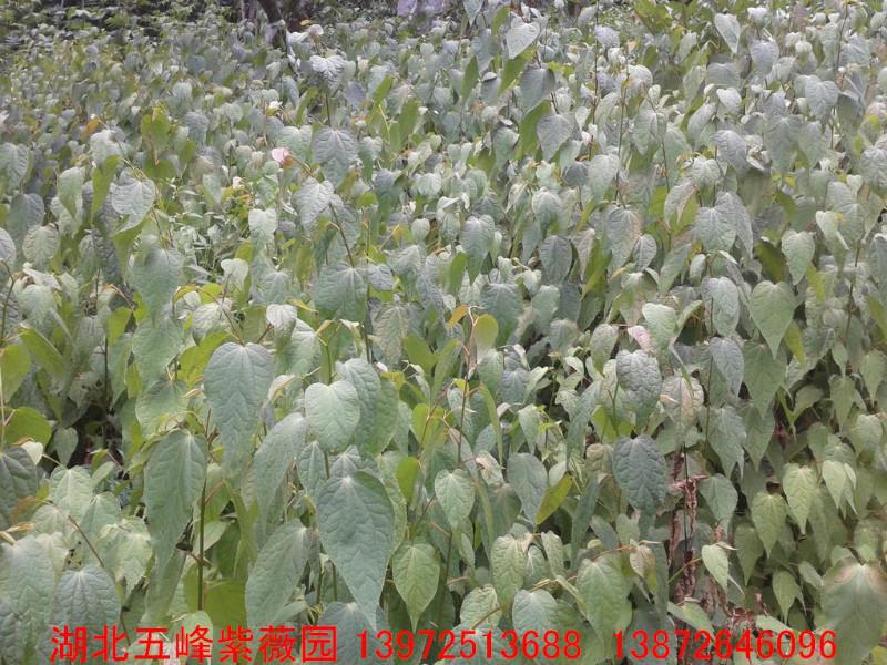 供應水青樹小苗