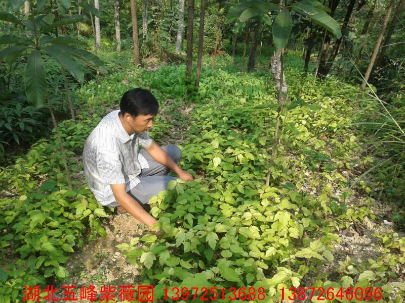 房縣槭小苗圖片