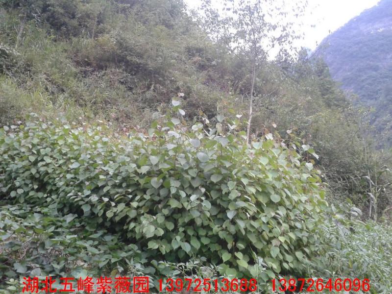 領(lǐng)春木小苗圖片