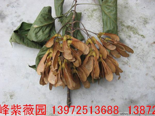 供應(yīng)房縣槭小苗