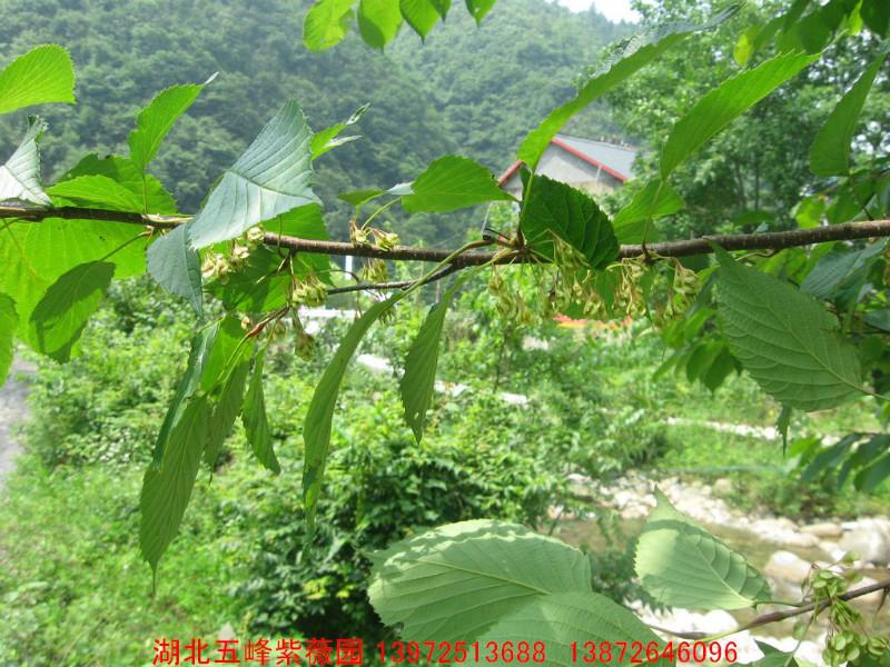 領春木小苗供應商