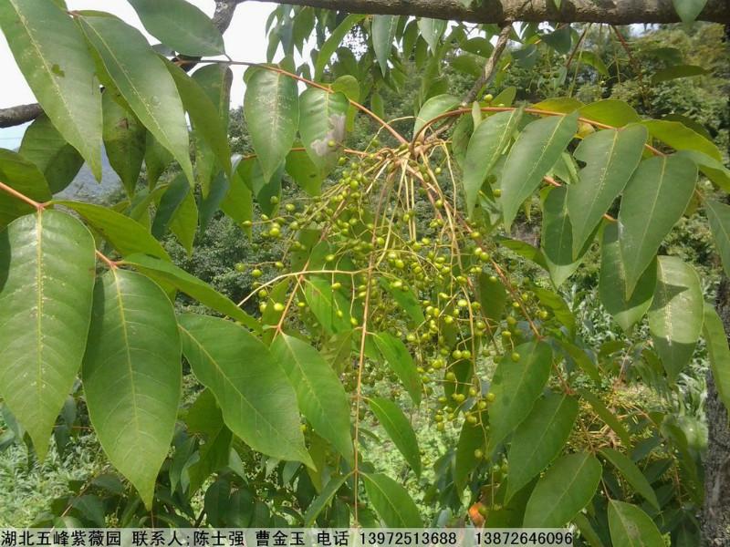 湖北漆樹小苗供應(yīng)商