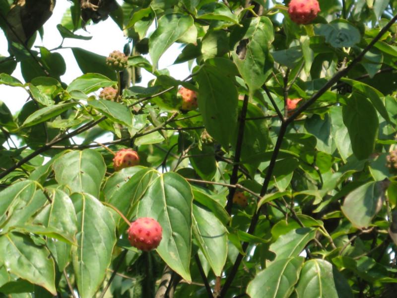 供應(yīng)四照花苗