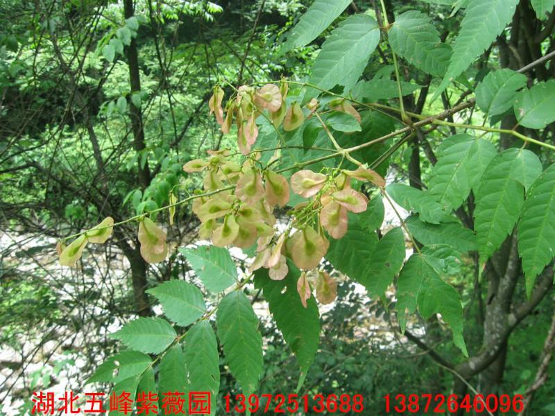 湖北五峰紫薇園供應*植物*槭小苗