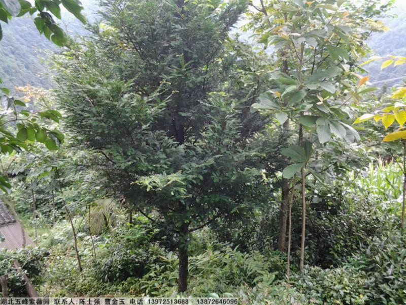 供應*植物紅豆杉苗