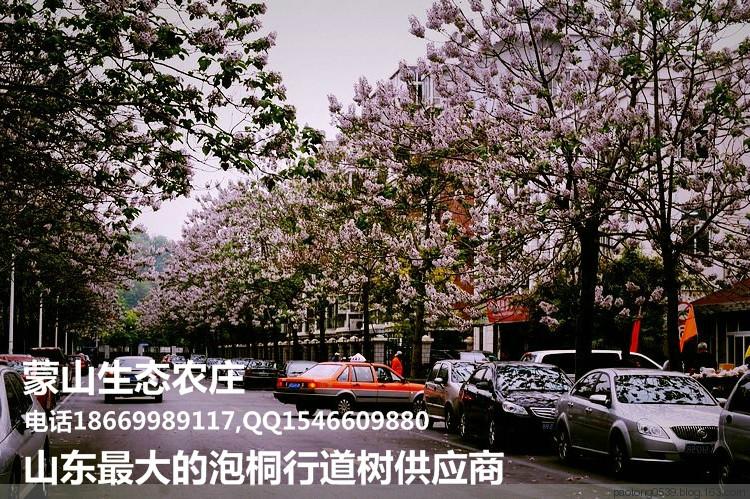 供應(yīng)山東桐樹(shù)苗； 山東桐樹(shù)苗_山東桐樹(shù)苗批發(fā)_山東桐樹(shù)苗供應(yīng)