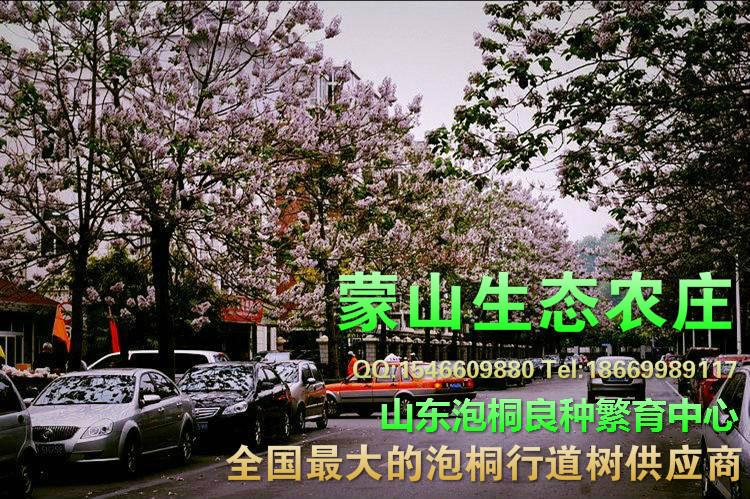 供應(yīng)山東桐樹(shù)苗； 山東桐樹(shù)苗_山東桐樹(shù)苗批發(fā)_山東桐樹(shù)苗供應(yīng)