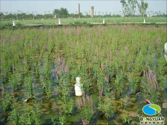 供應邦源環(huán)保淺談人工濕地