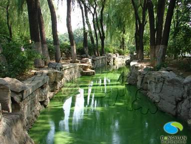 藍(lán)藻水華的危害圖片