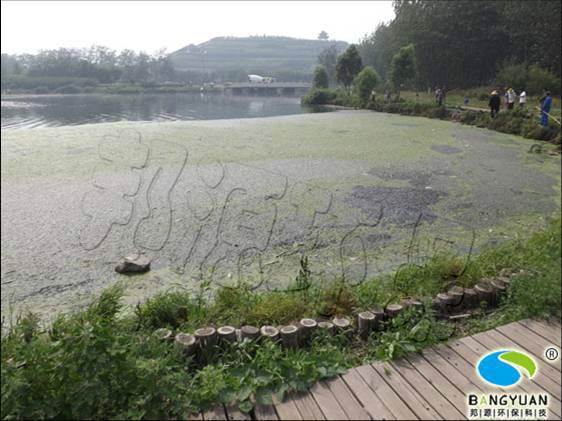供應(yīng)河湖浮萍生物治理邦源環(huán)保