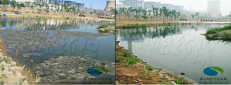 藍(lán)藻圖片/藍(lán)藻樣板圖 (2)