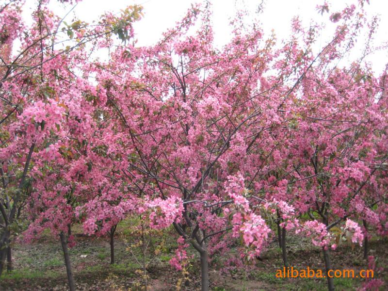 供應(yīng)北美海棠苗