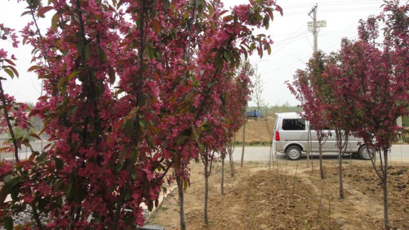 供應(yīng)北美海棠苗