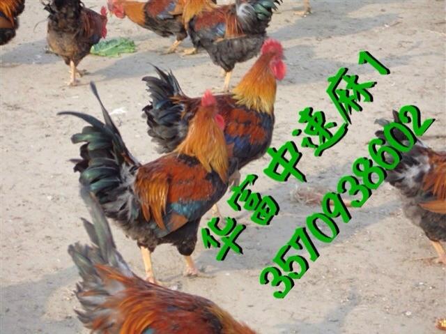 供應山雞苗養(yǎng)殖場價格；山雞苗養(yǎng)殖場價格批發(fā)；廣州山雞苗養(yǎng)殖場報價