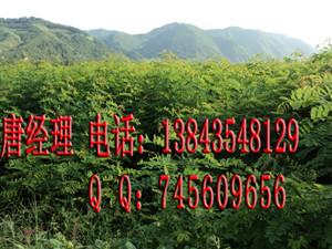 大葉速生槐根 大葉速生槐種苗 大葉速生槐種根