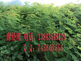 大葉速生槐根 大葉速生槐種苗 大葉速生槐種根
