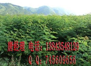 大葉速生槐根 大葉速生槐種苗 大葉速生槐種根