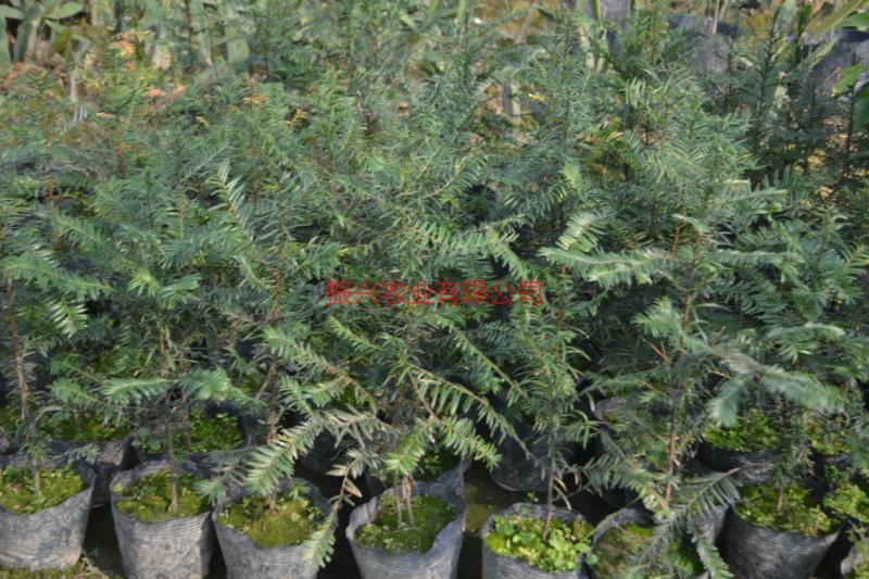 供應(yīng)廣西金絲楠木種苗，廣西金絲楠價格，廣西金絲楠報價