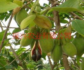 供應沉香苗沉香樹