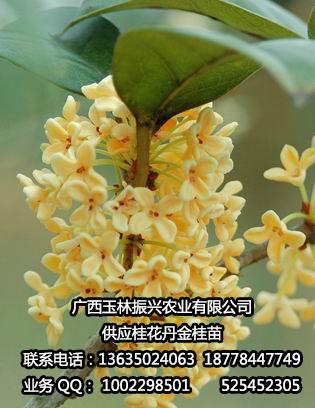 供應(yīng)廣西玉林金桂桂花苗