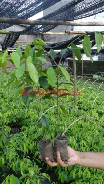 供應沉香苗沉香樹