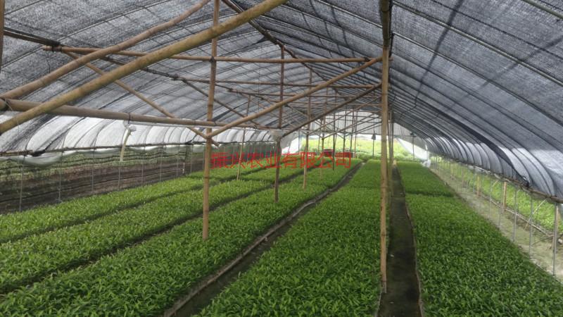 供應白木香手串白木香苗