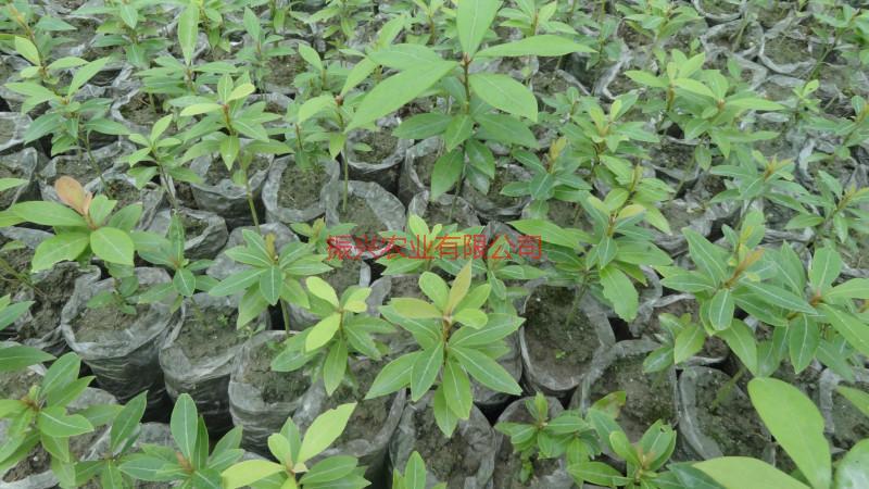 供應(yīng)廣西貴港金絲楠苗楨楠苗金絲楠