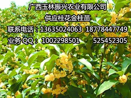 供應(yīng)廣西玉林金桂桂花苗