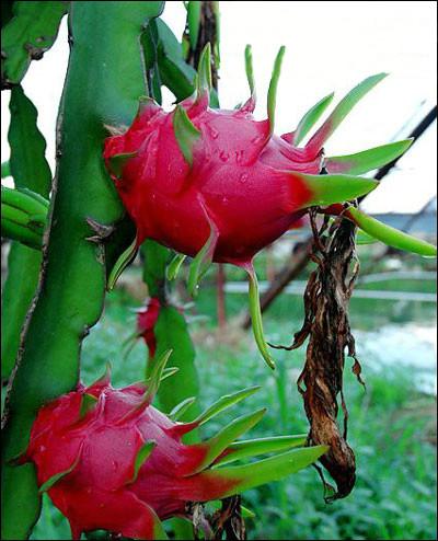 供應(yīng)廣西火龍果苗報(bào)價(jià)-廣西火龍果苗-廣西火龍果苗價(jià)格