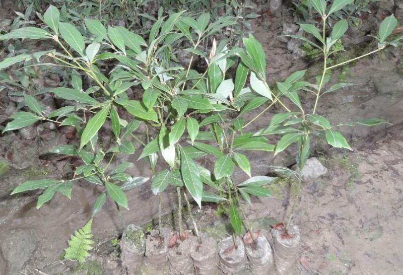 廣西桂林金絲楠苗楨楠苗圖片